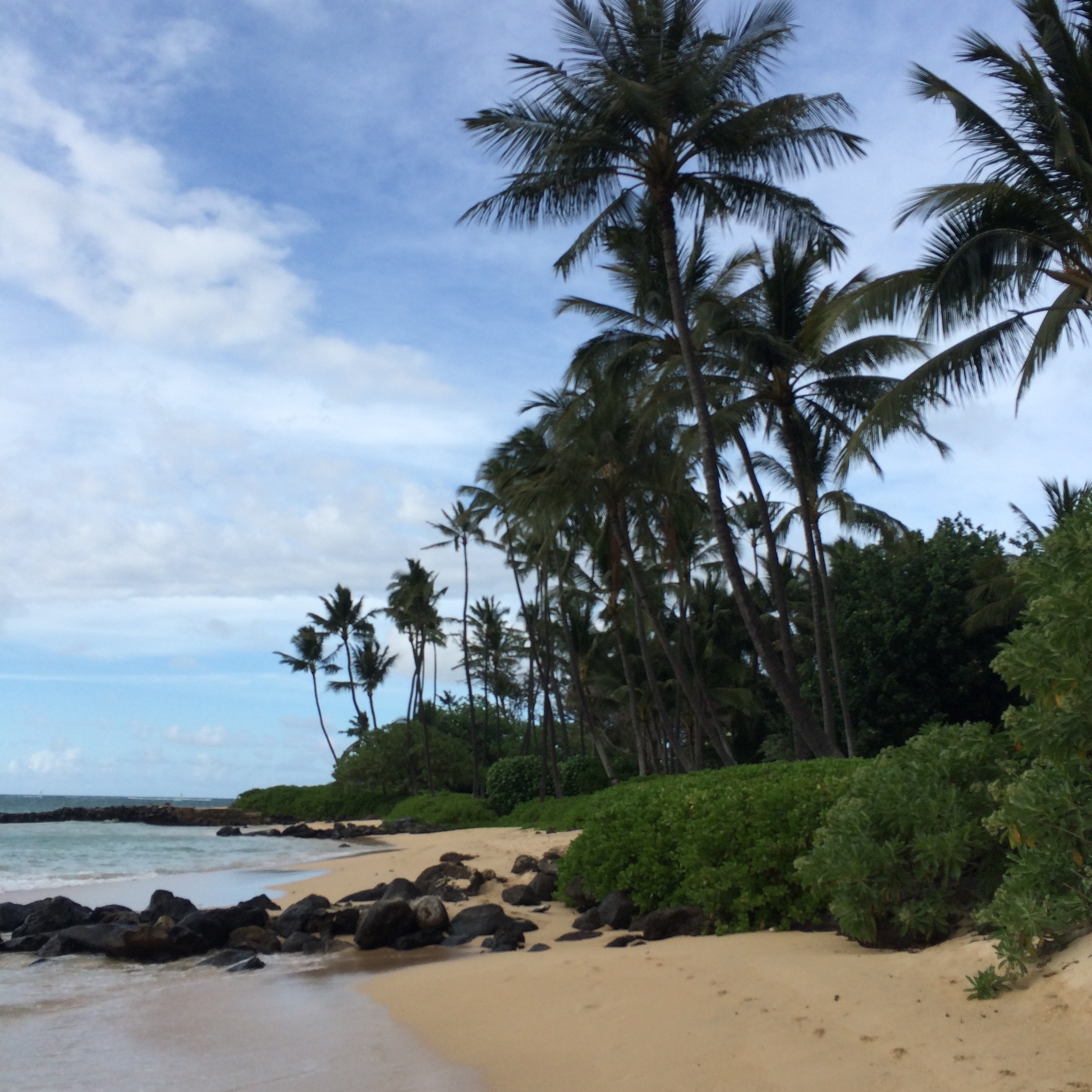 Meditation.PalmTrees.BeachOcean.jpg