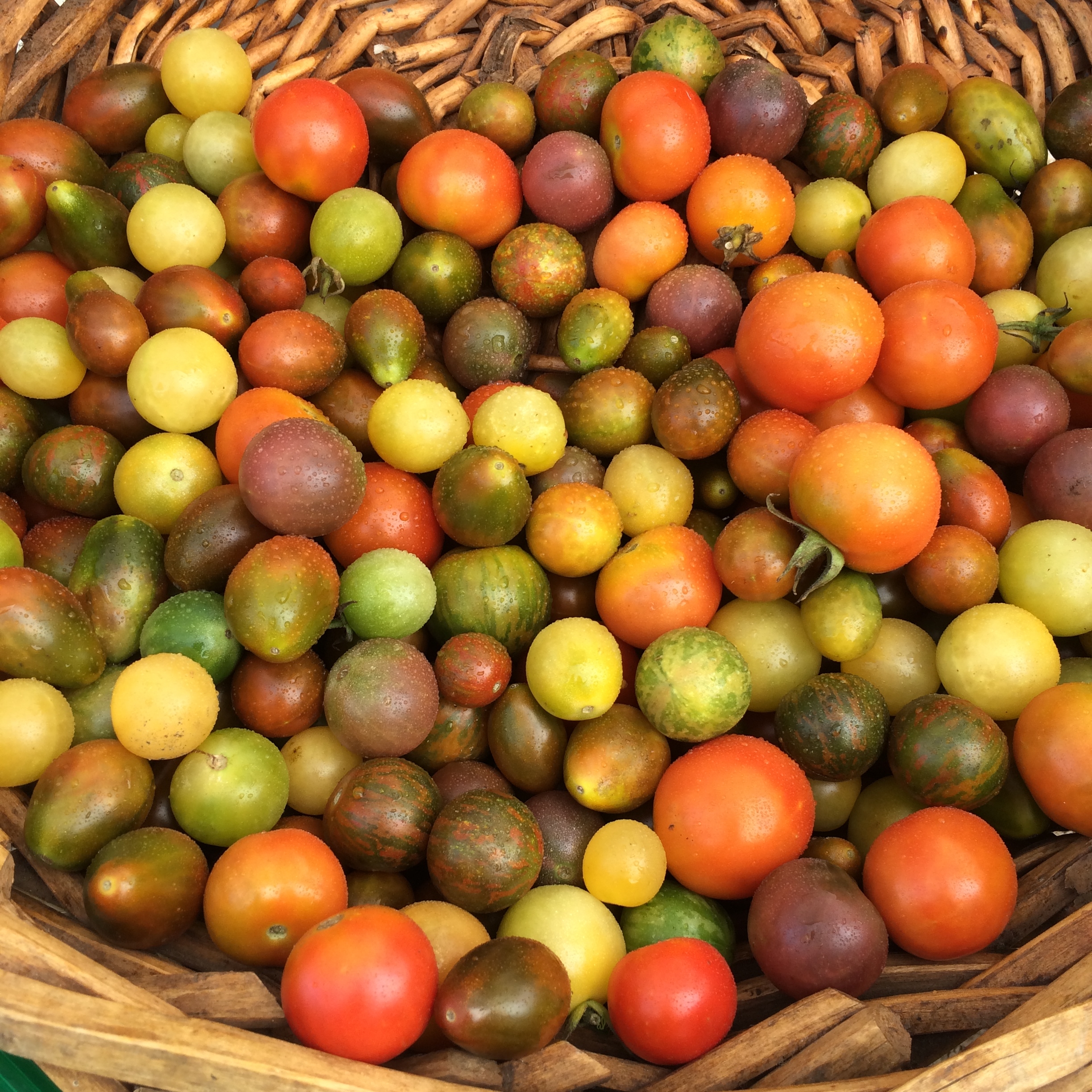 Welcome.HeirloomTomatoesBasket.jpg