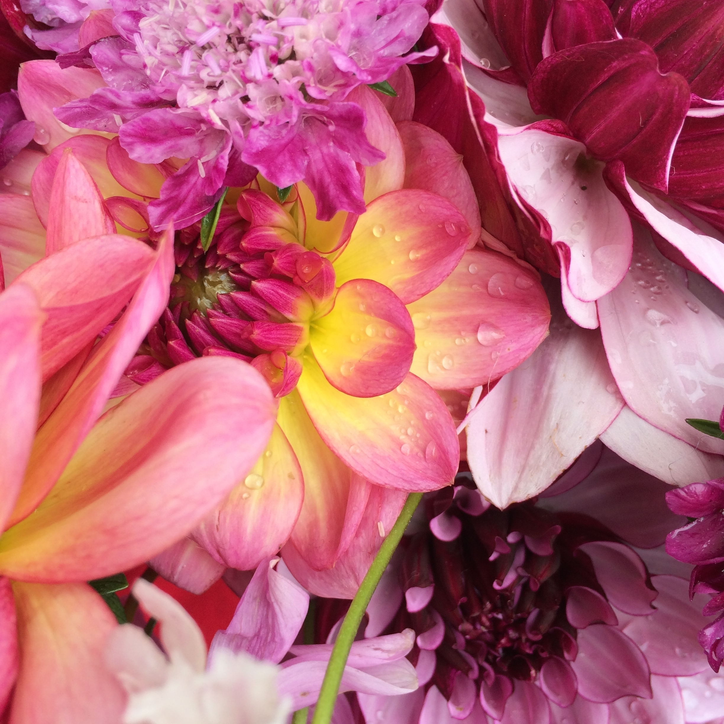 Flowers4Blog.PinkBouquet.JPG