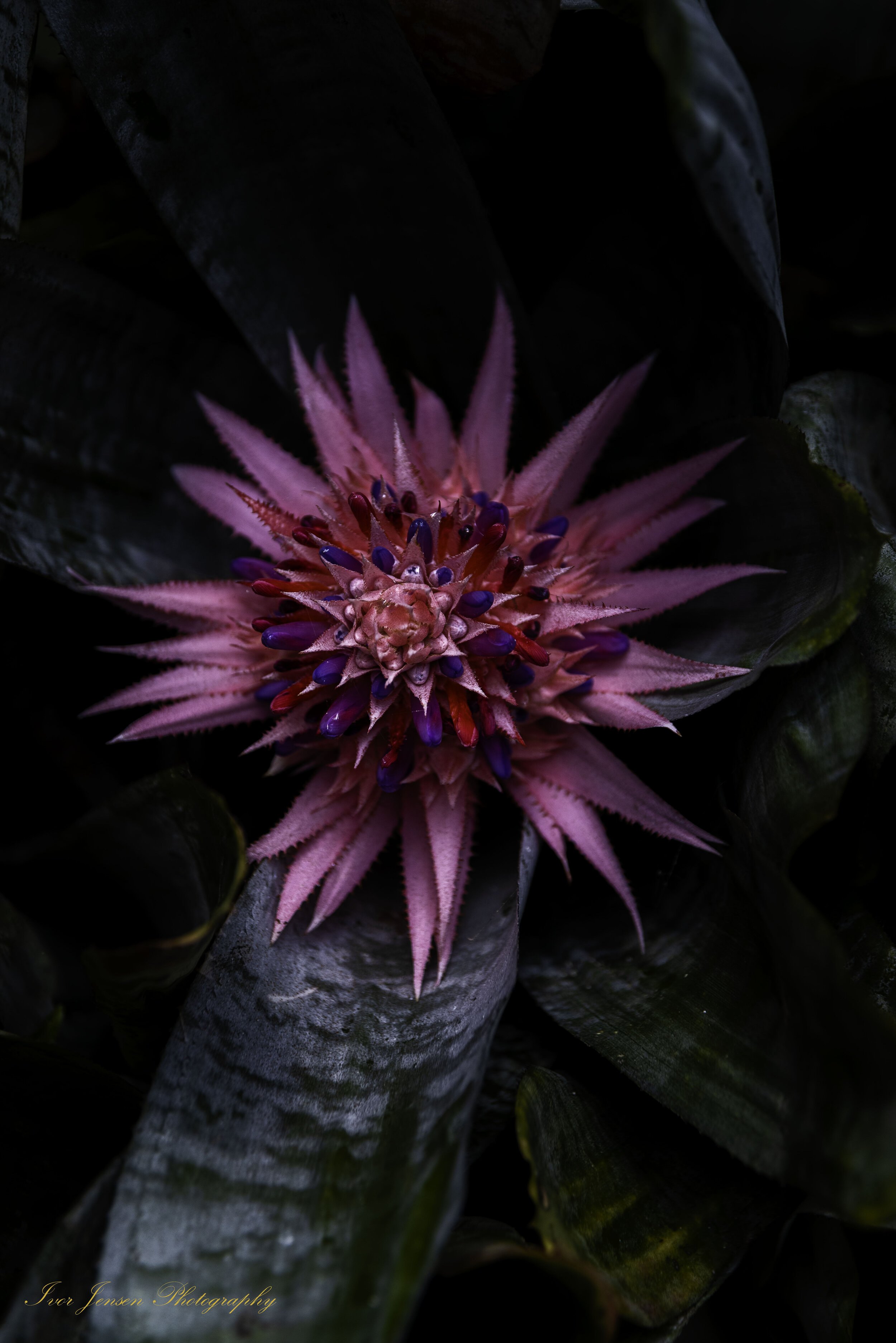 Crazy Flower Langley Botanical-Edit.jpg