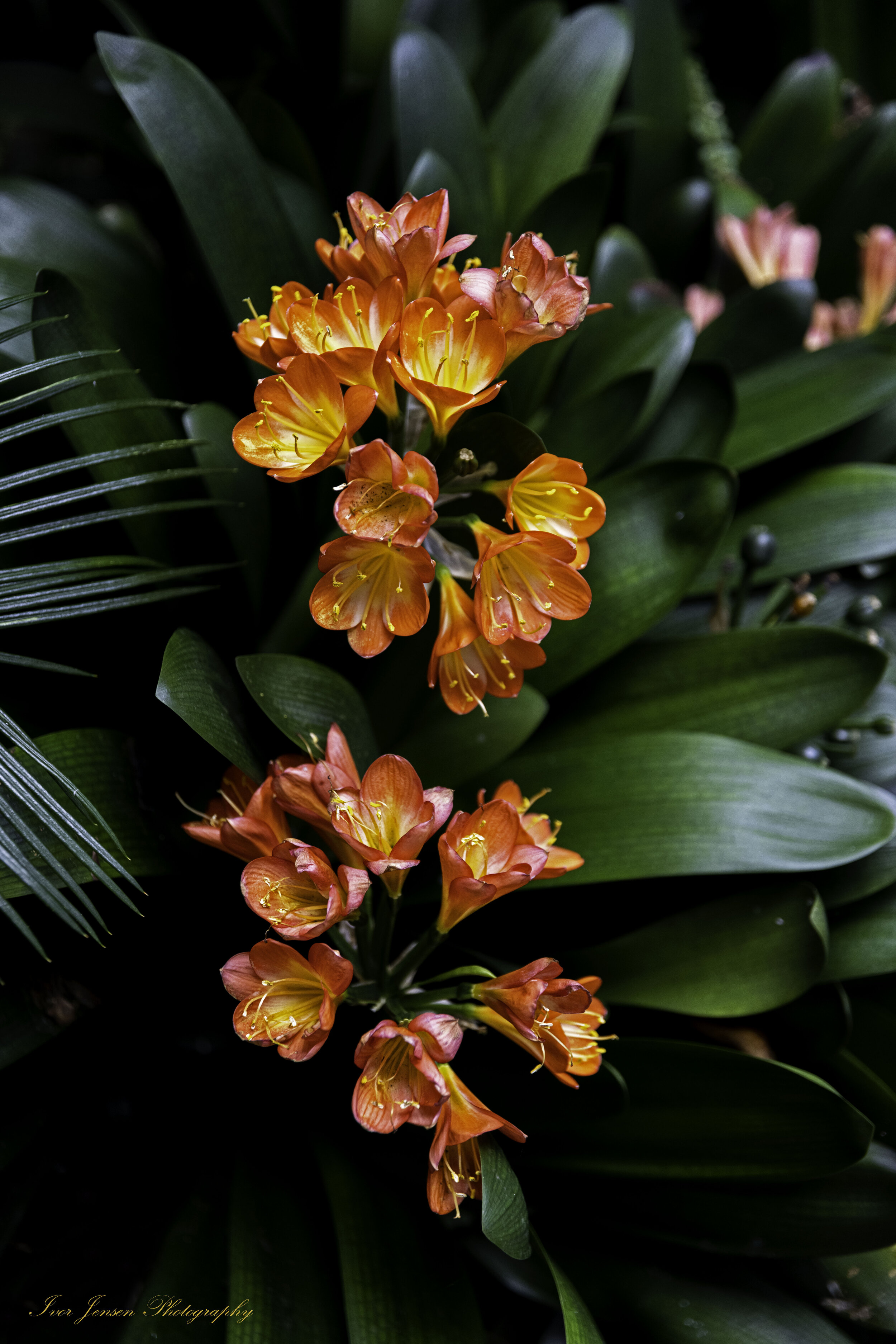 Cool Flower 1 Sendall Garden Langley-Edit.jpg