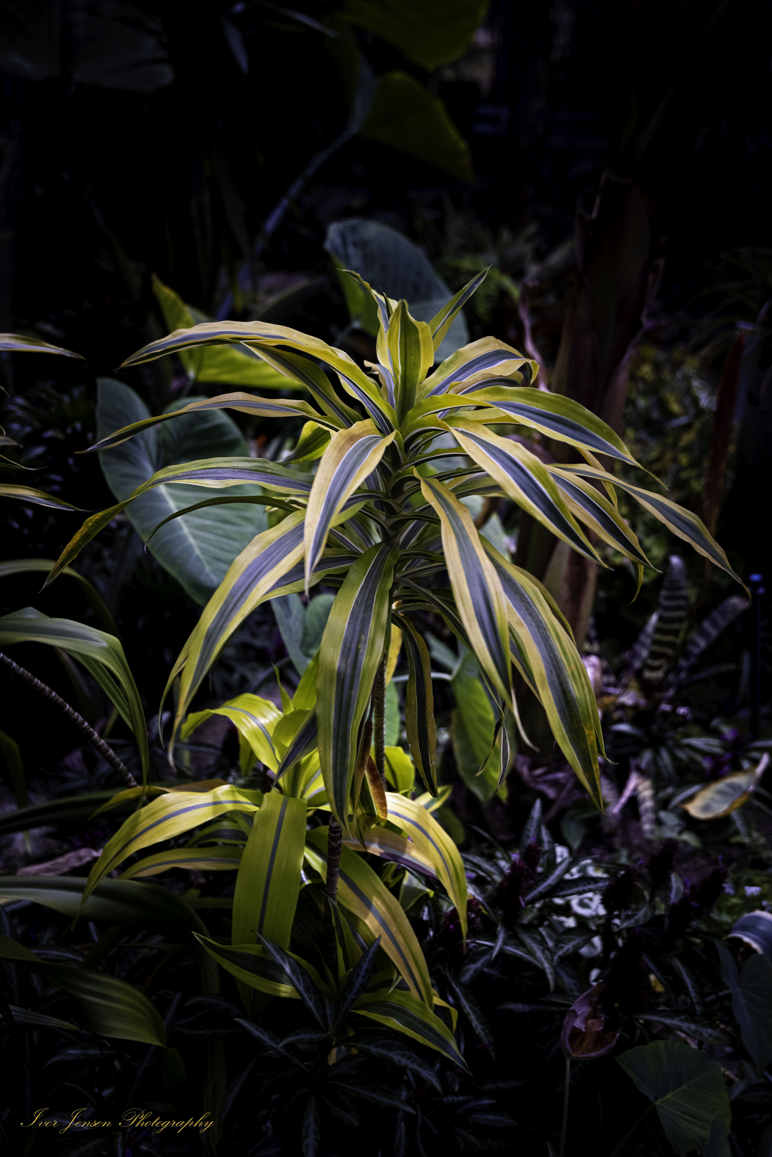 Cool Plant 2 Sendall Garden Langley-Edit.jpg