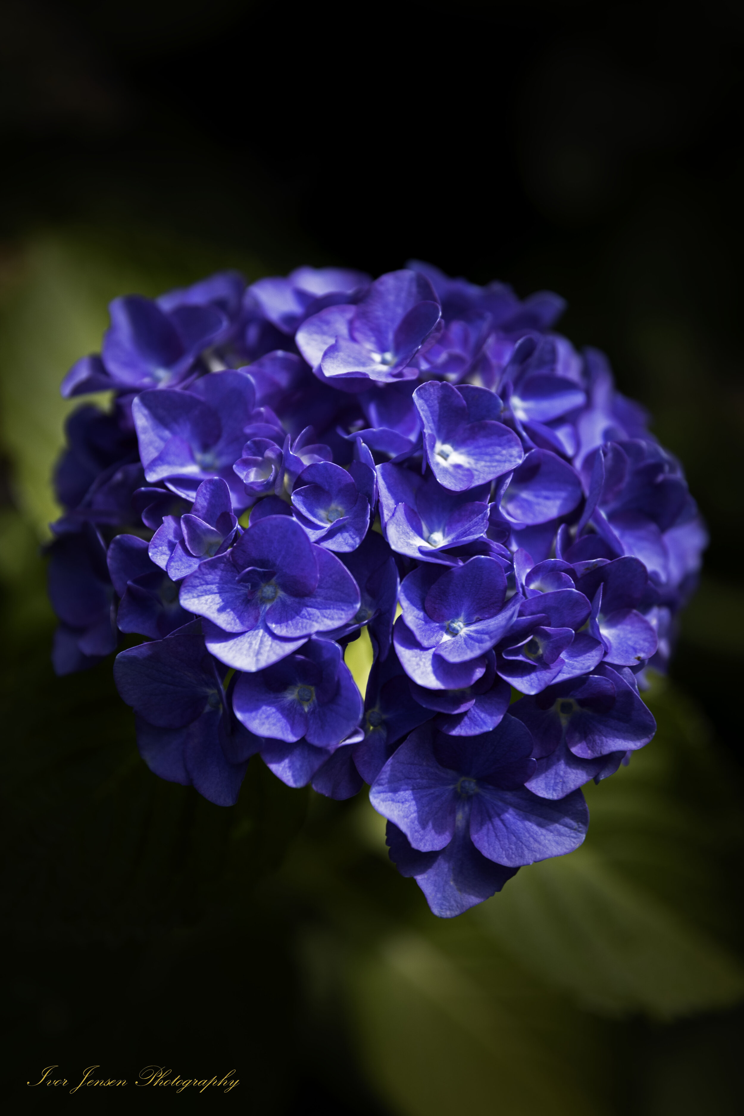 Blue Flower Sendall Garden Langley-Edit.jpg