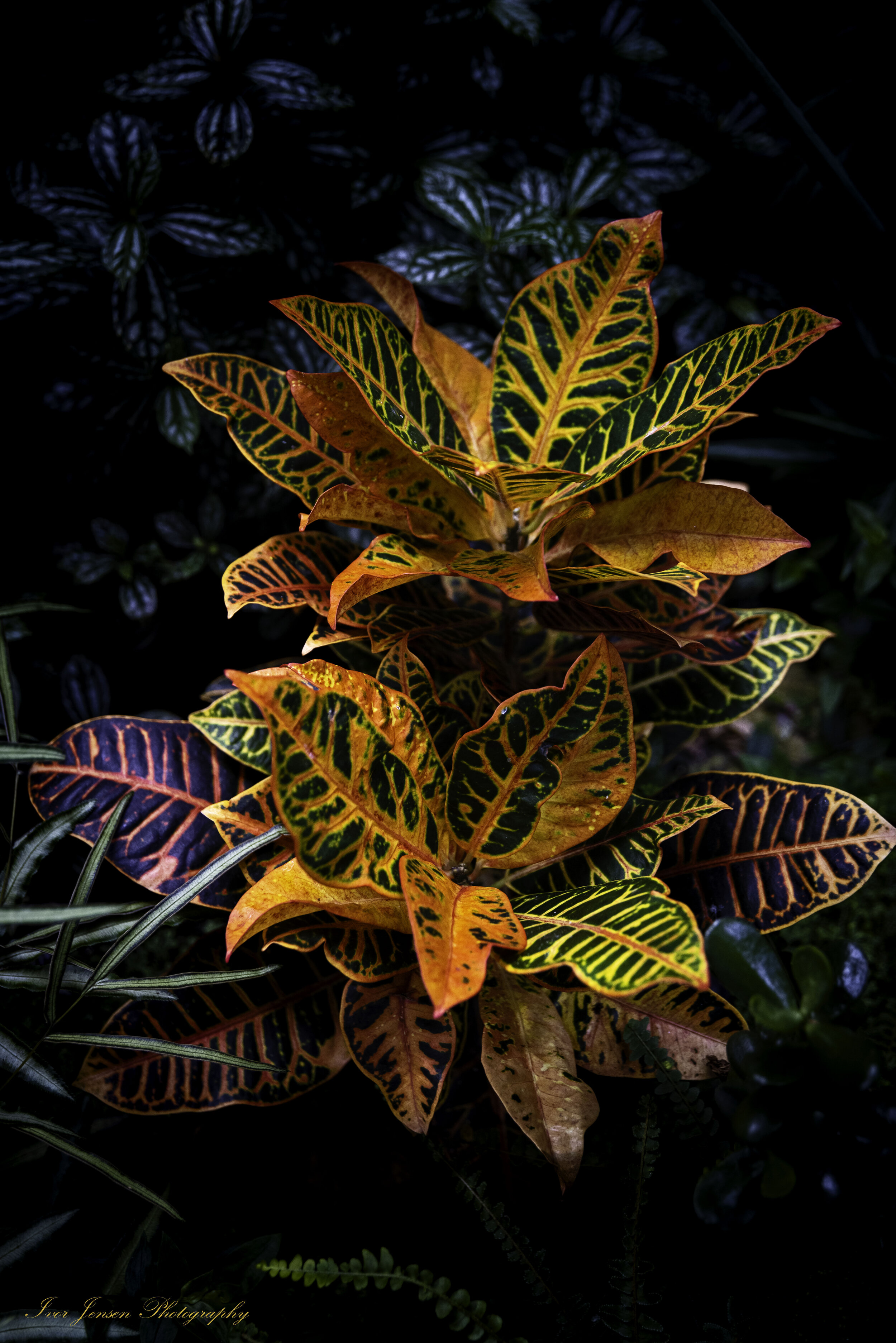 Cool Plant Sendall Garden Langley-Edit.jpg