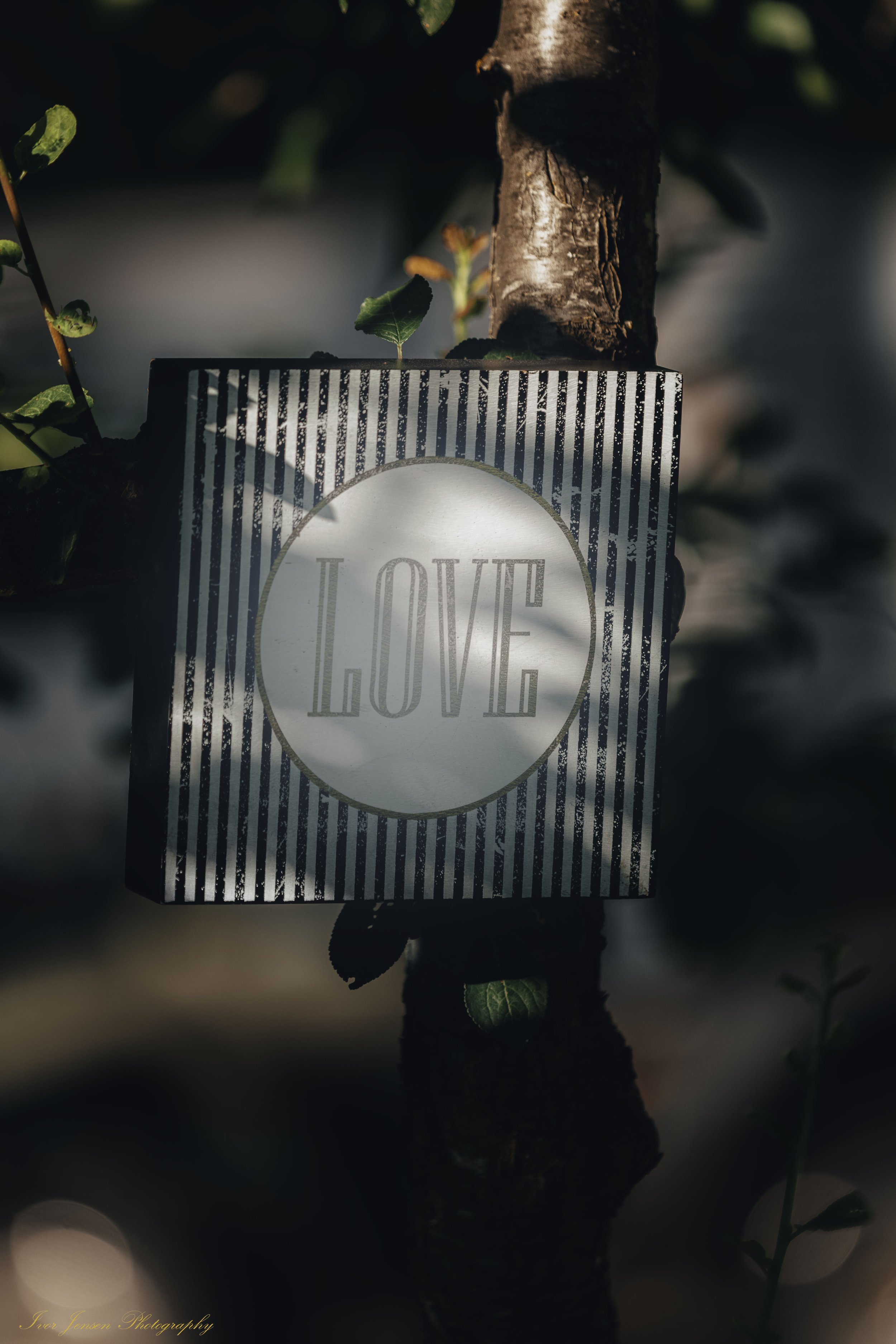 Love Sign On Tree-Edit.jpg