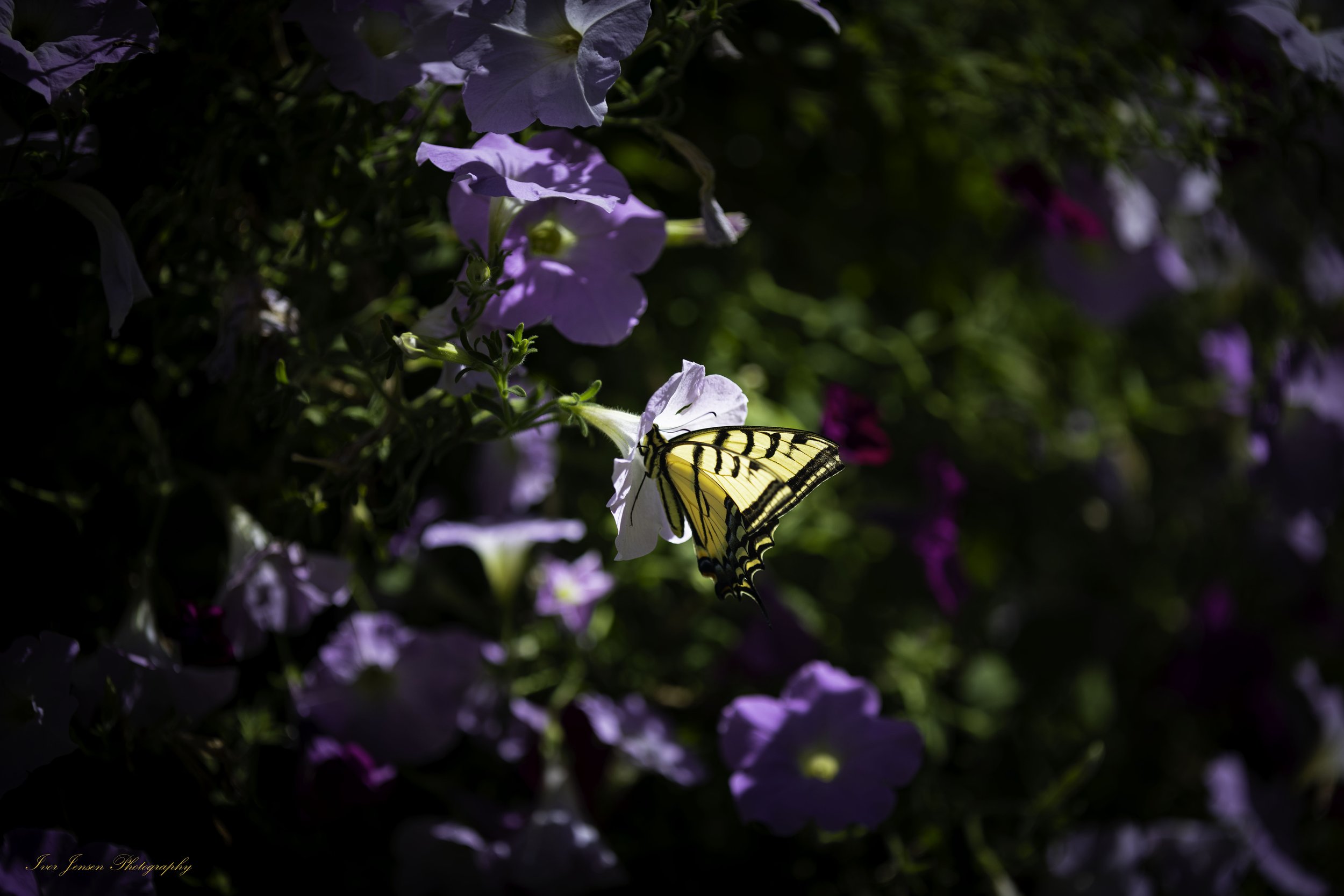 Monarch Butterfly-Edit.jpg