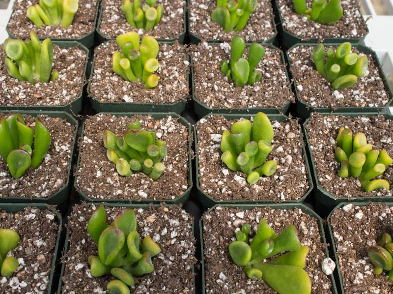 Crassula ovata