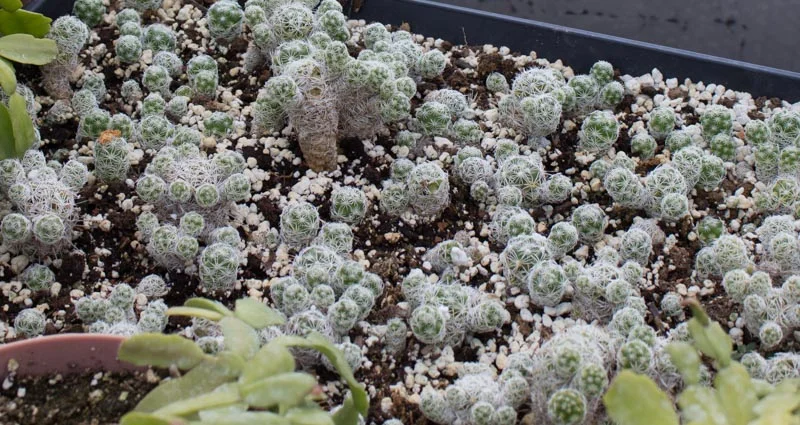 Cactus: mammillaria gracilis fragilis