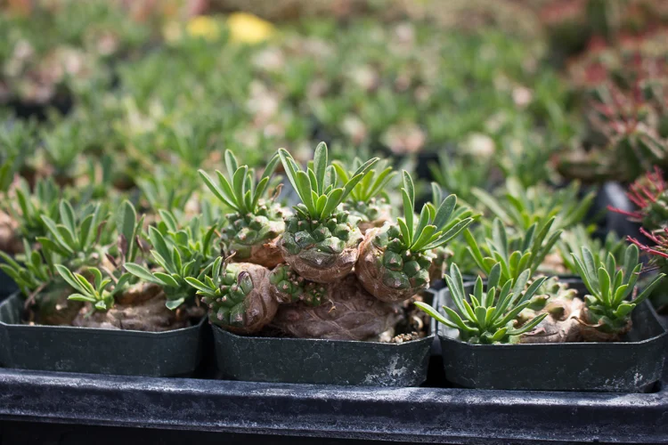 Euphorbia bupleurifolia