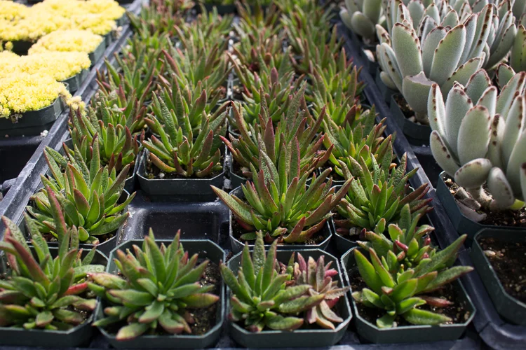 Crassula exilis subspecies schmidtii