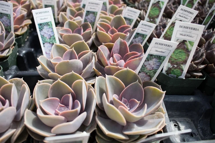 Echeveria