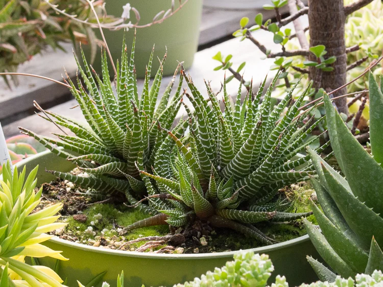 Haworthia