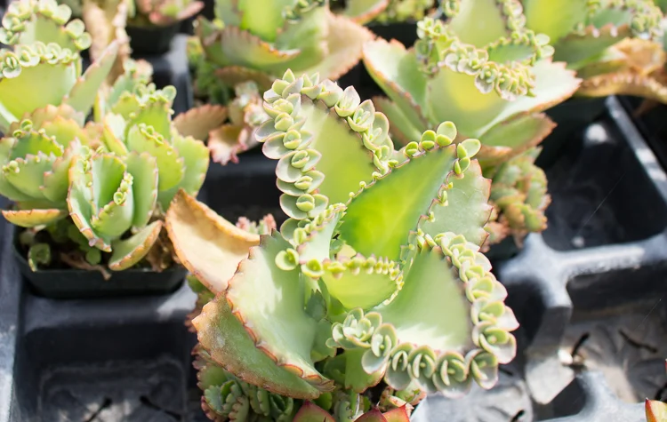 Kalanchoe
