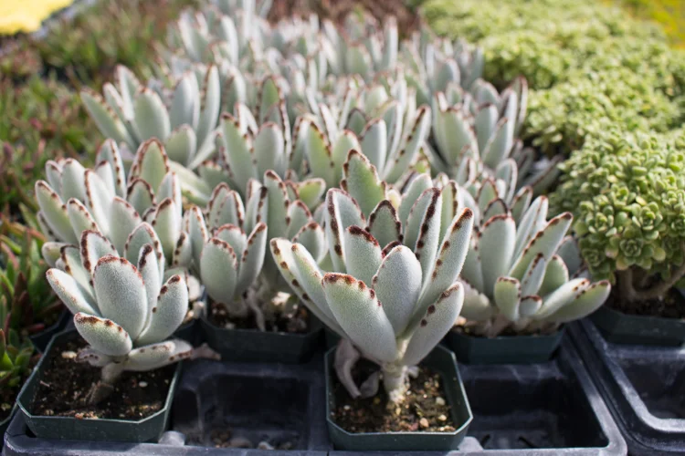 Kalanchoe tomentosa