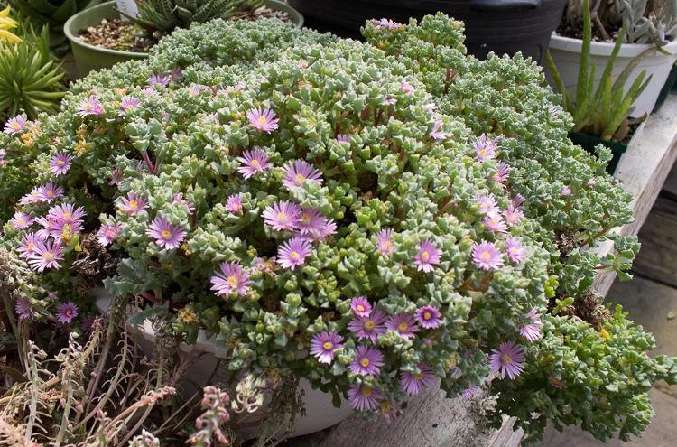 Oscularia in flower