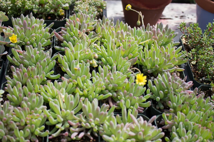 Othonna capensis