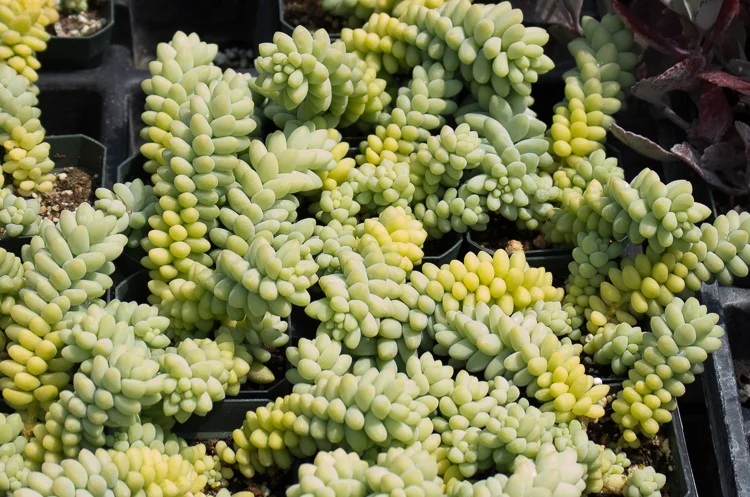 Sedum morganianum