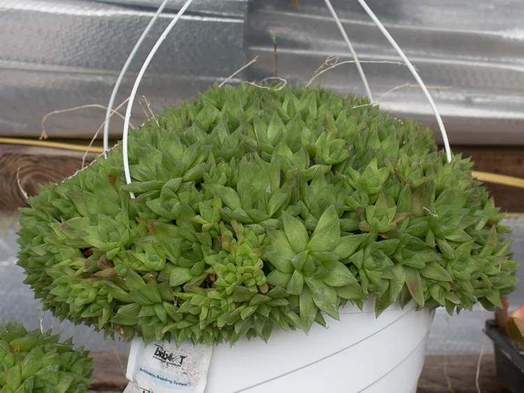 Euphorbia bupleurifolia