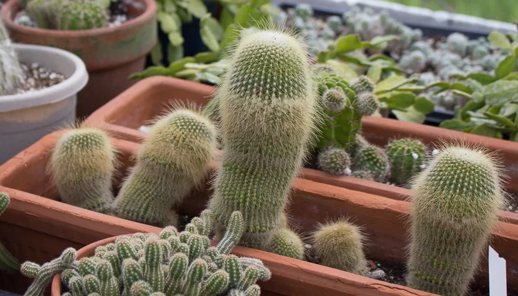 Different species of cactus 2