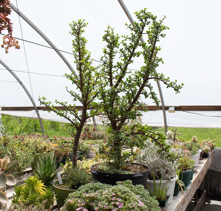 Portulacaria arborescens afra.