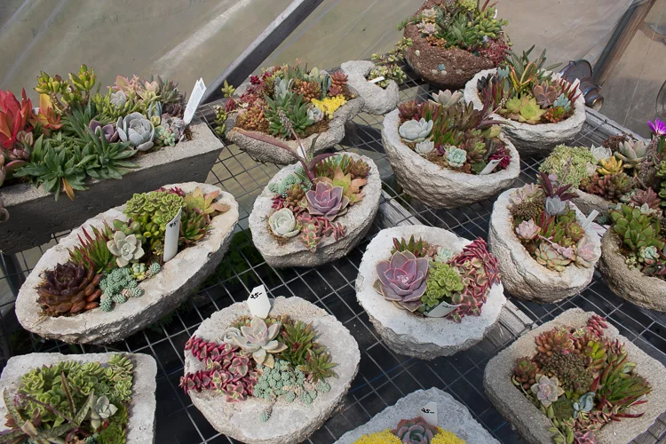 Hypertufa Arrangements