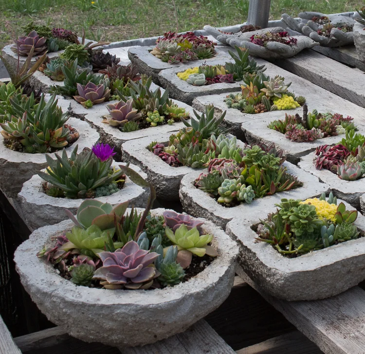 Hypertufa Arrangements 2