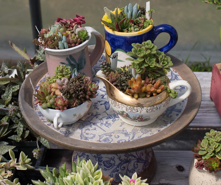 Dish Gardens