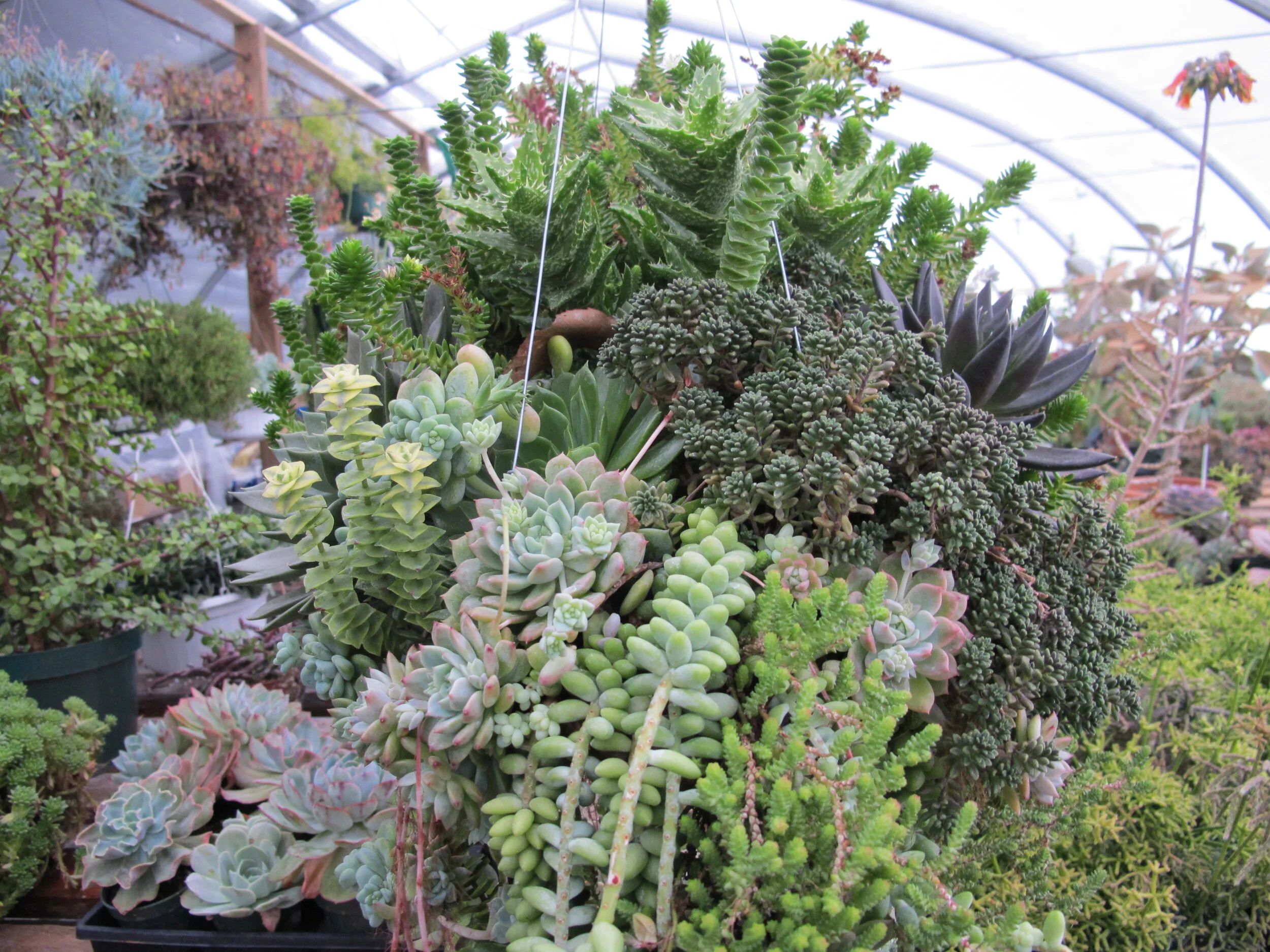 Succulents!!!!.JPG