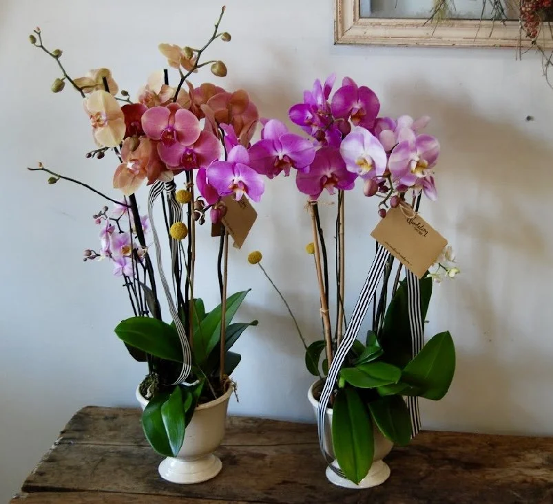 Potted Orchids