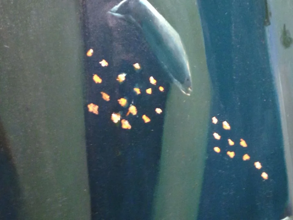 Here's a picture I took with my phone, up close, looking at the space between Leander's thighs. I just loved these bright, golden fish, swimming out of that sexy space!