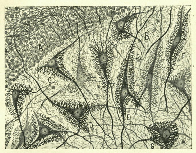 an image from Cajal's Butterflies of the Soul: Science an Art , a book Ed Kerns let me borrow