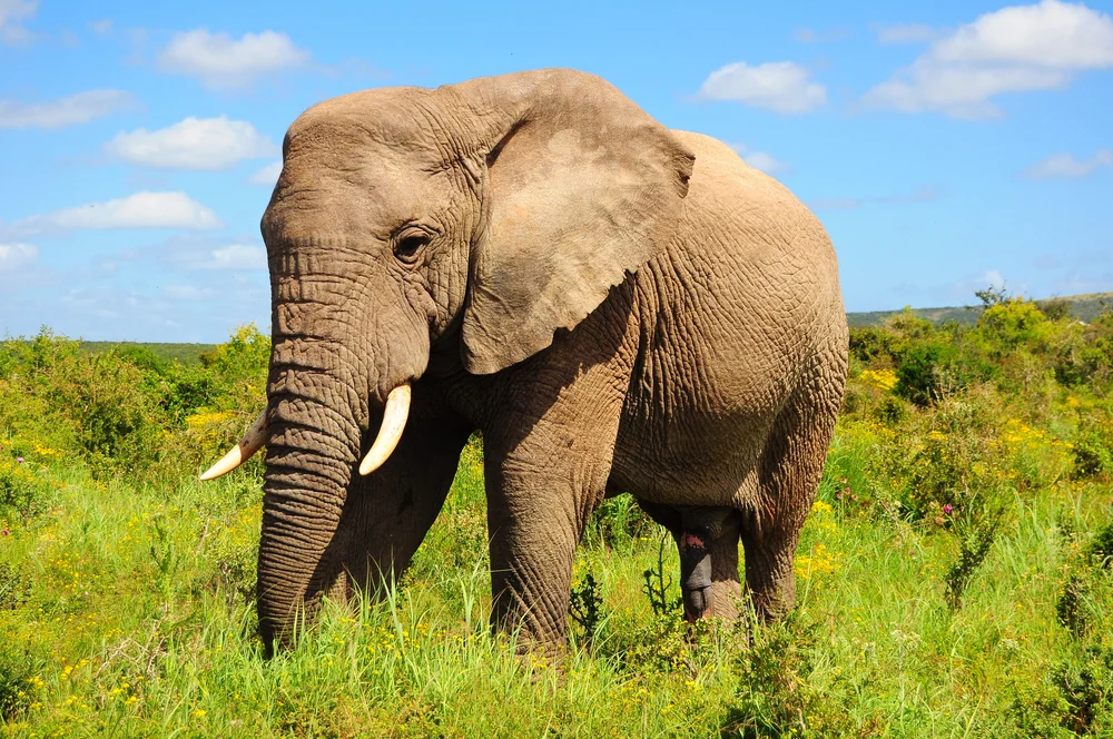 L'elefante vuole bere il caffè.