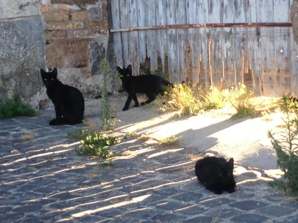 Gattini! (Italian kittens...watching me paint!)