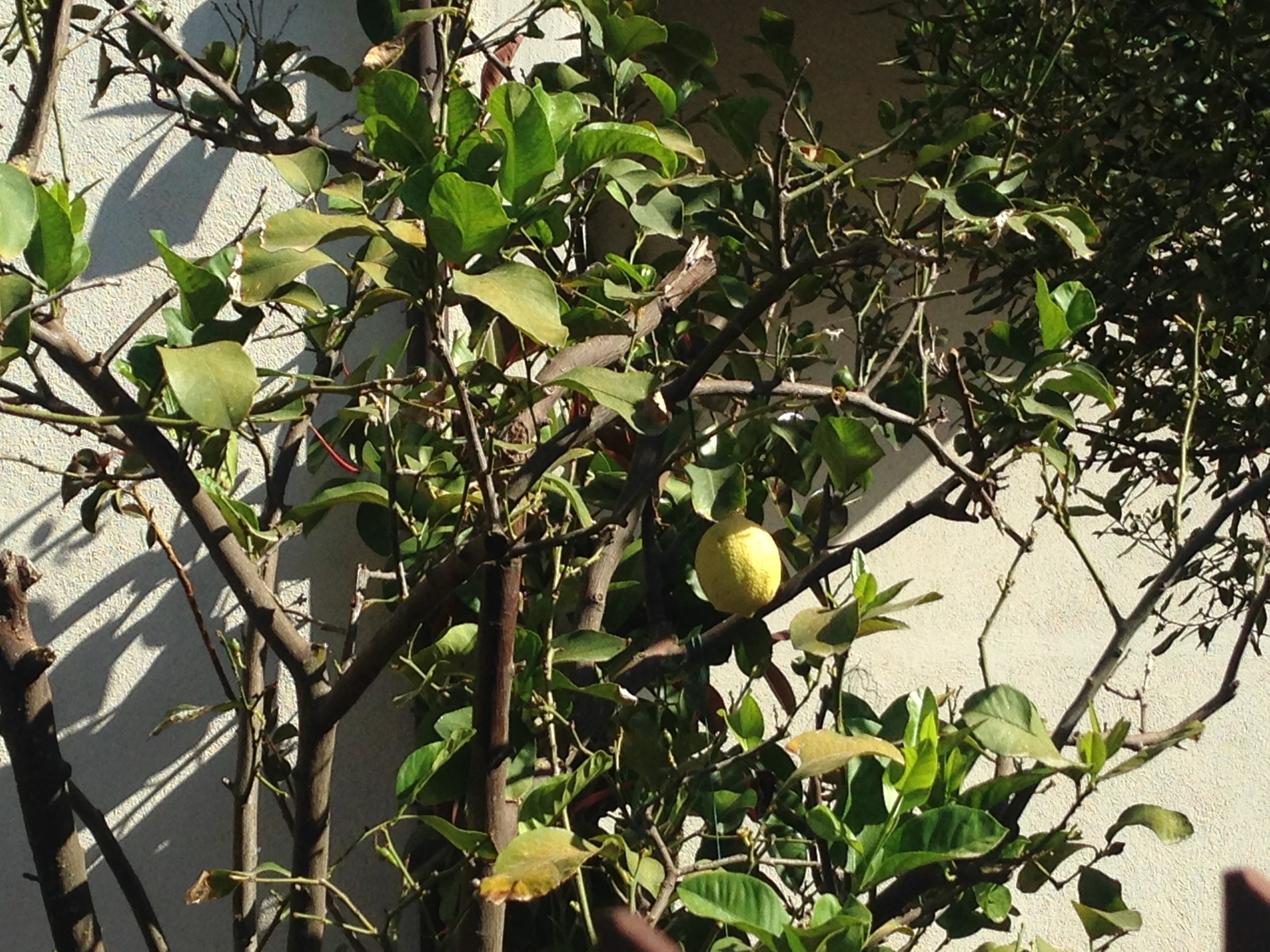 Lemon tree in someone’s yard in Civita Castellana, Italy…