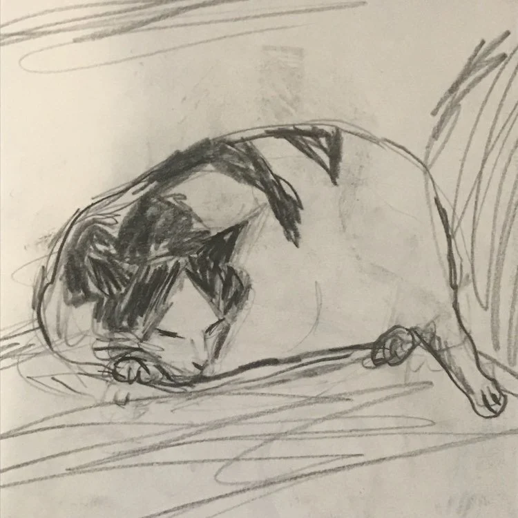 turtlesnoozing.jpg