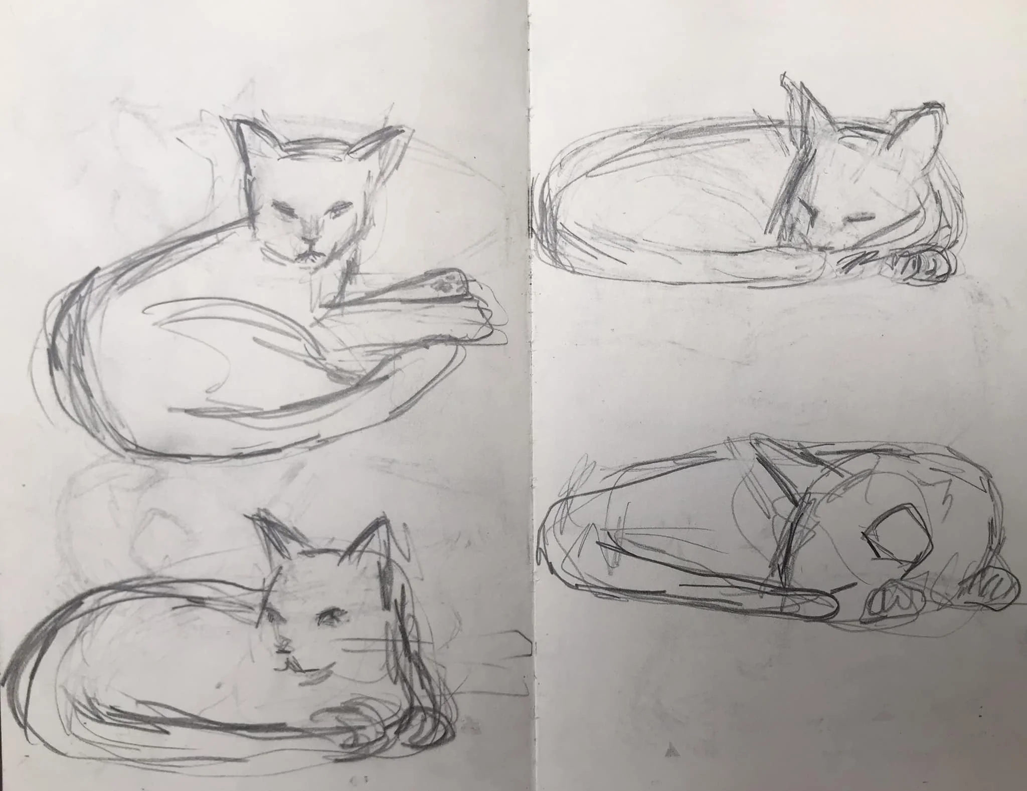 kitten.jpg