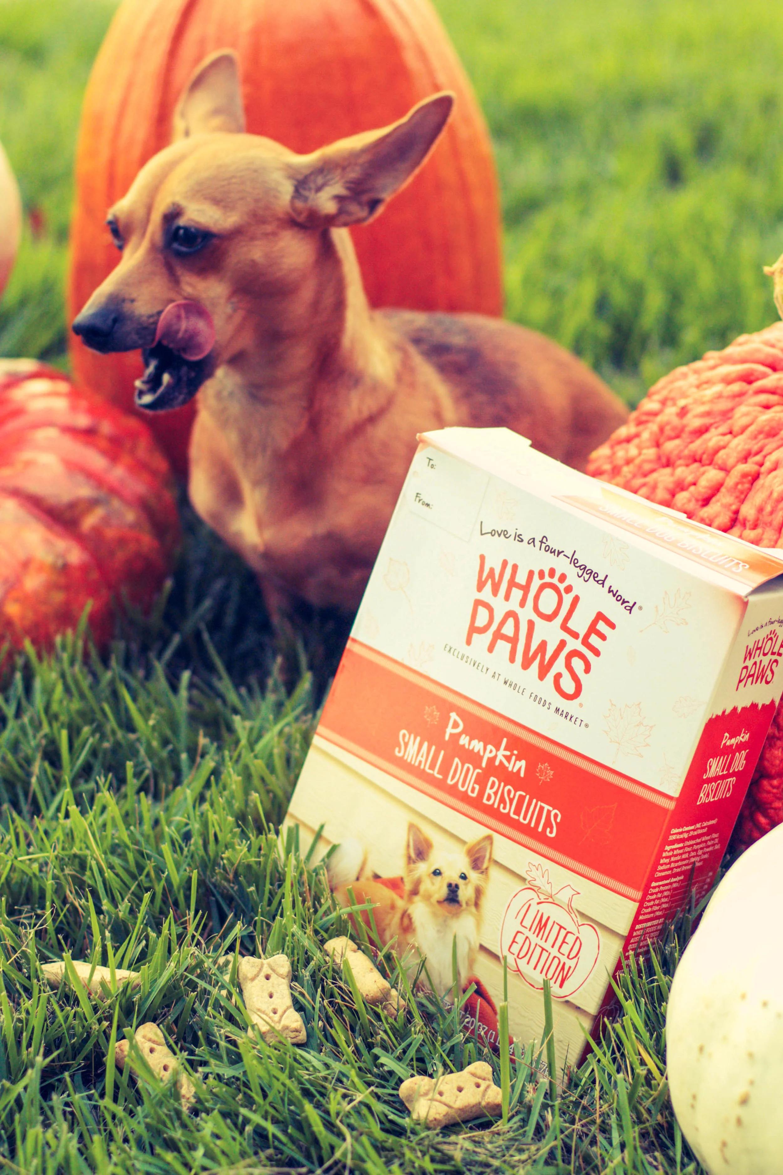 WholePaws-PumpkinDogTreats-2-1.jpg