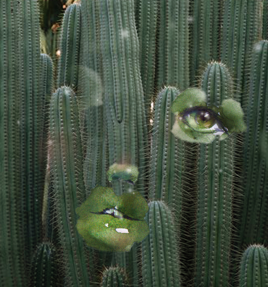 cactusface.jpg