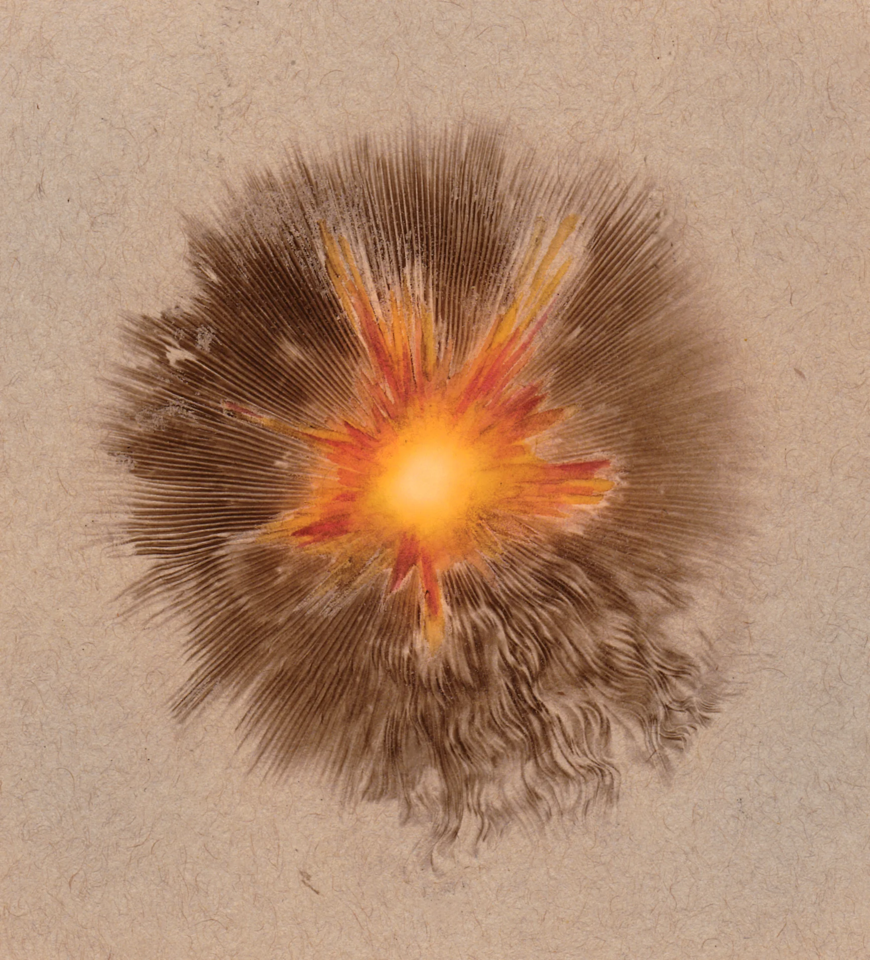 Sunburst spore print.jpg