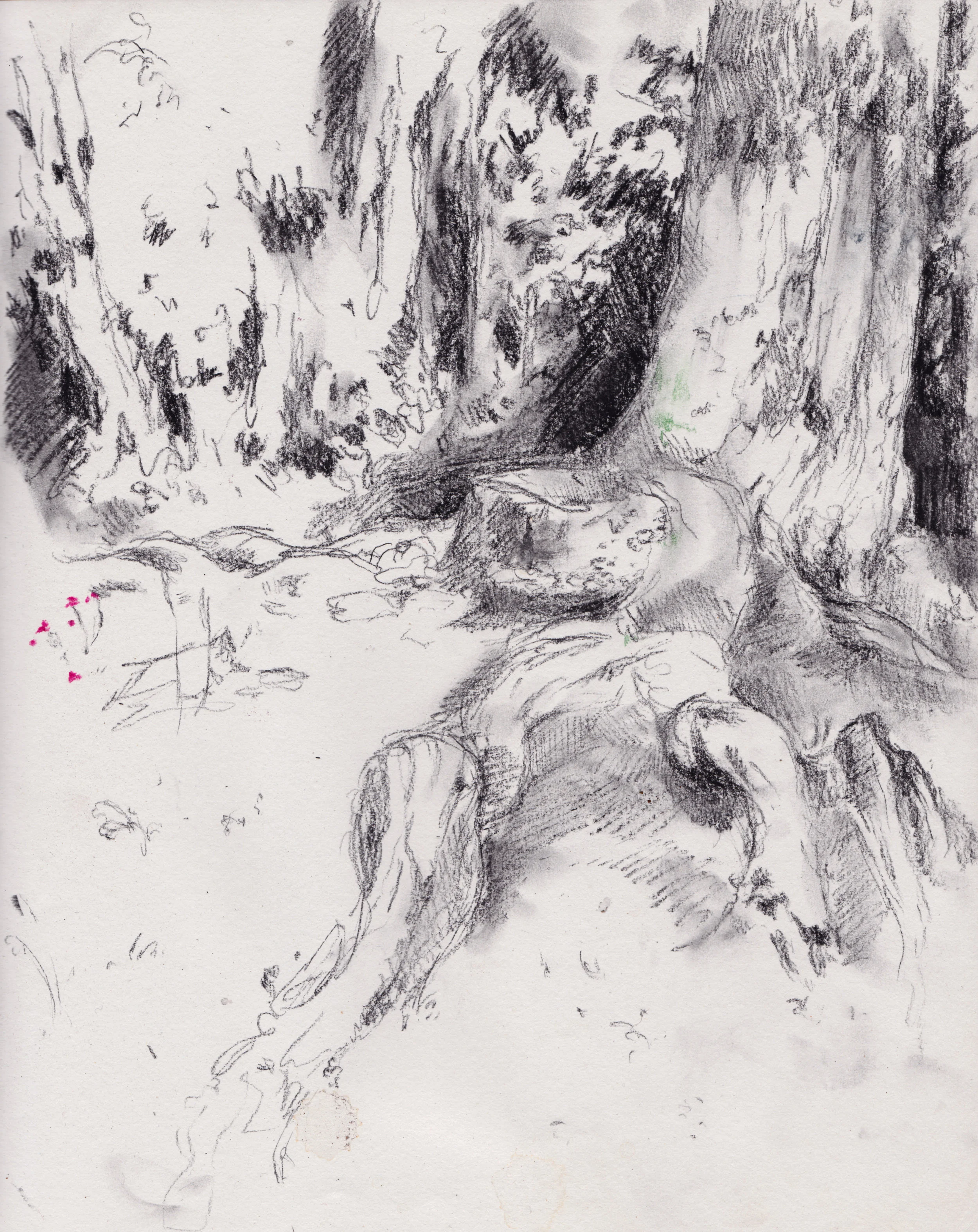 South Lake tree.jpg