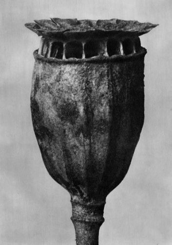 Karl Blossfeldt.