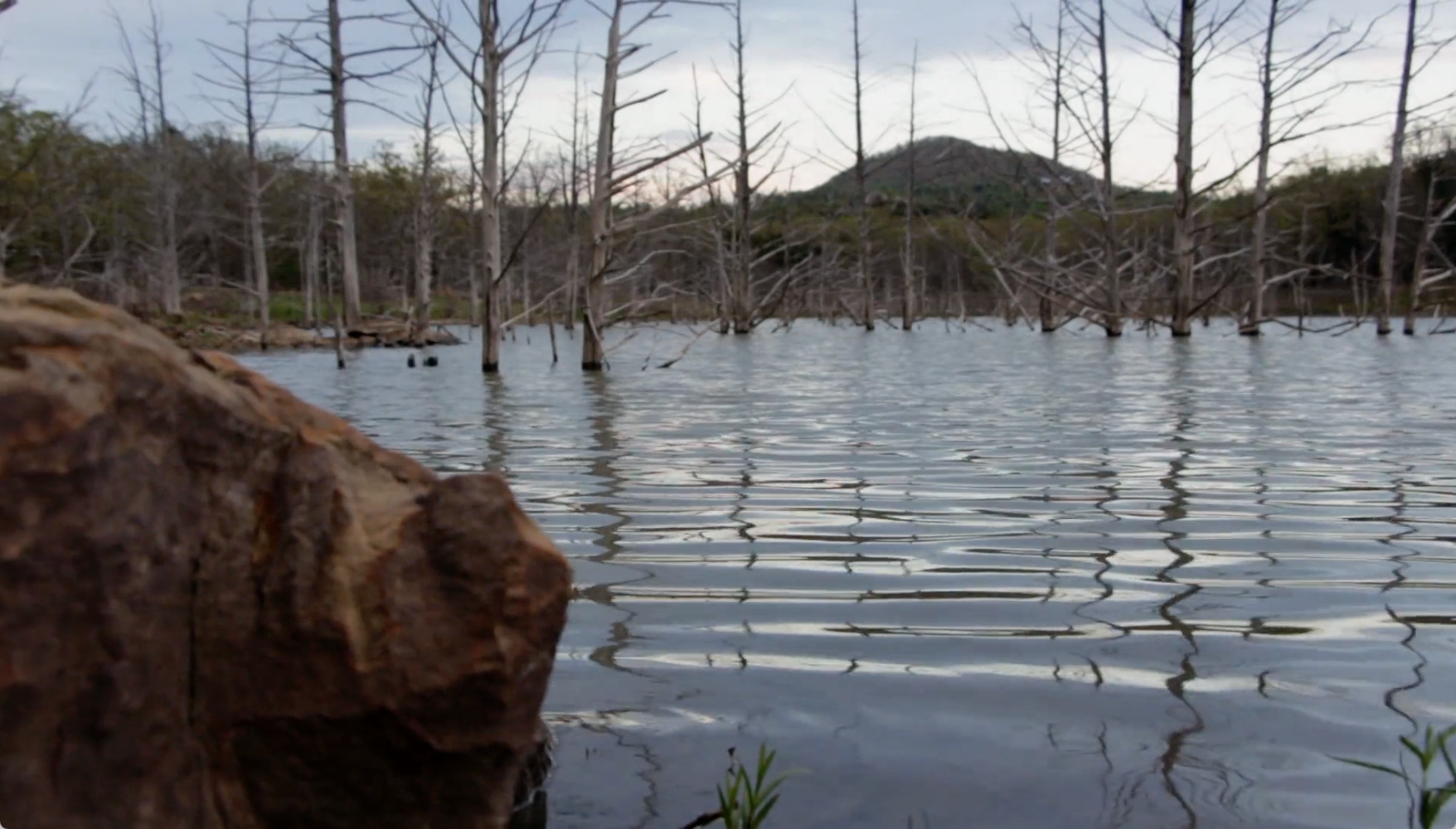 From the Water to the Woods.png