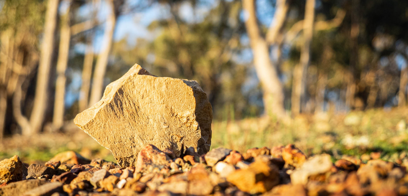 Dog and Bone Web Banner 1.png