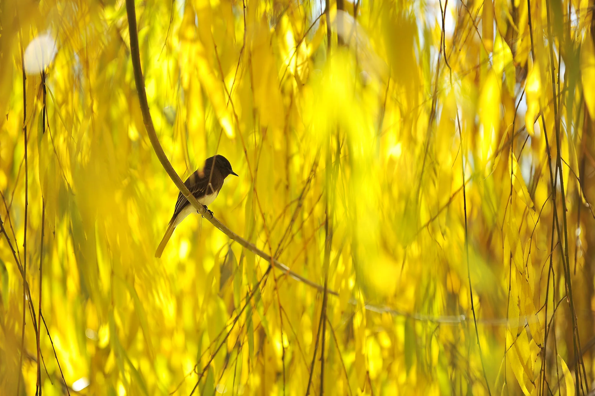 DSC_1880.jpg