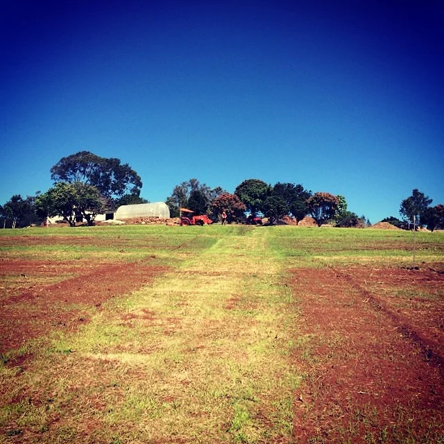4th May 2014: The Market Gardens. 6 months after removing the original tree plantation. The rye grass and buckwheat have taken – one step closer to growing some veggies.