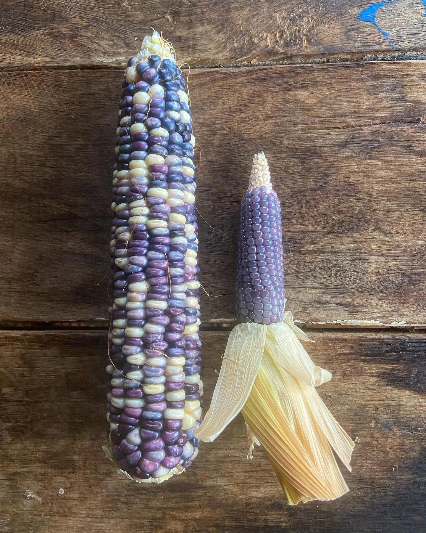 Yep, more corn/maize photos. But this time, a not-quite-ready baby Hopi popping corn is the star.