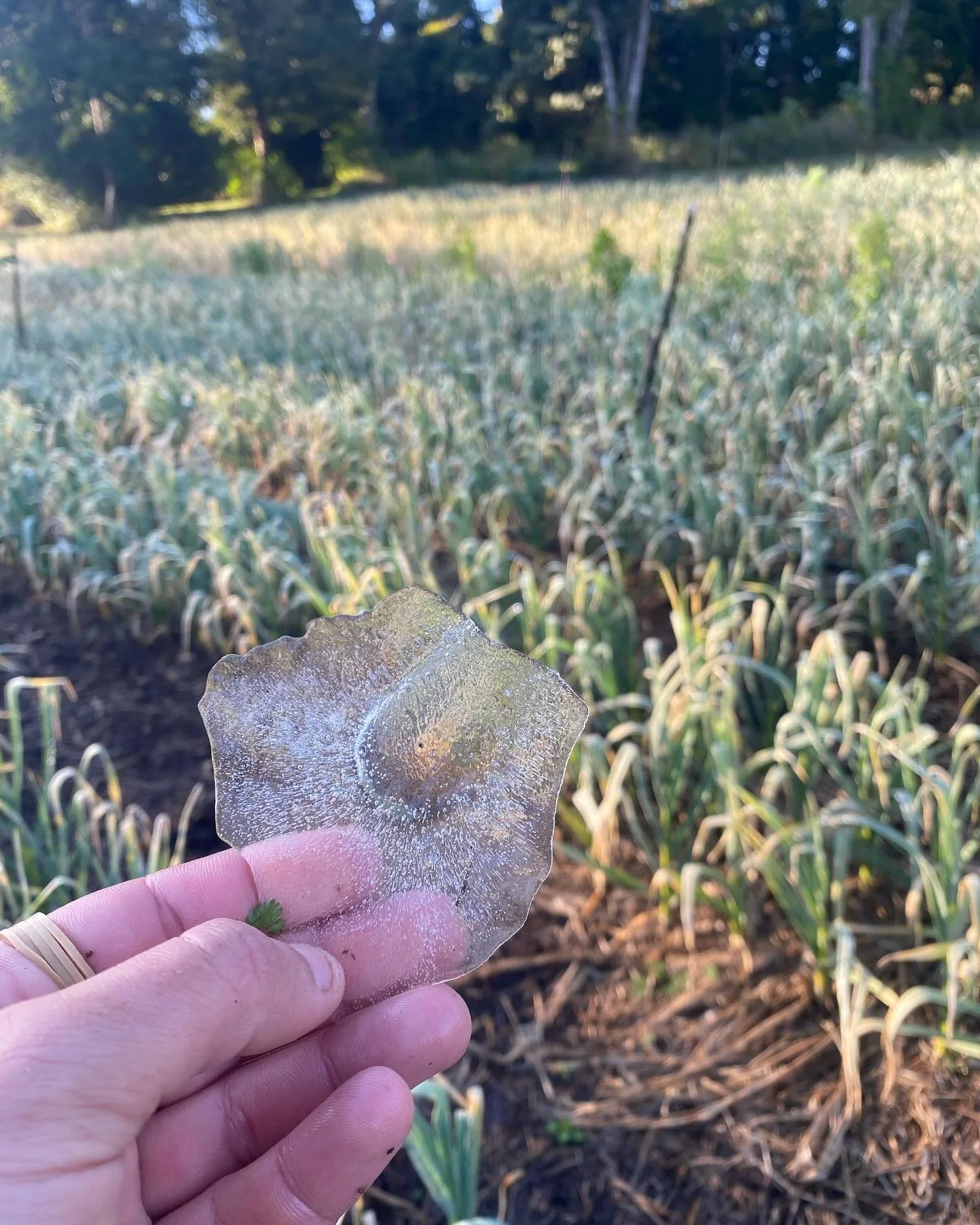 Happy garlic. Not so happy pickers.

#frozenfingers #frost