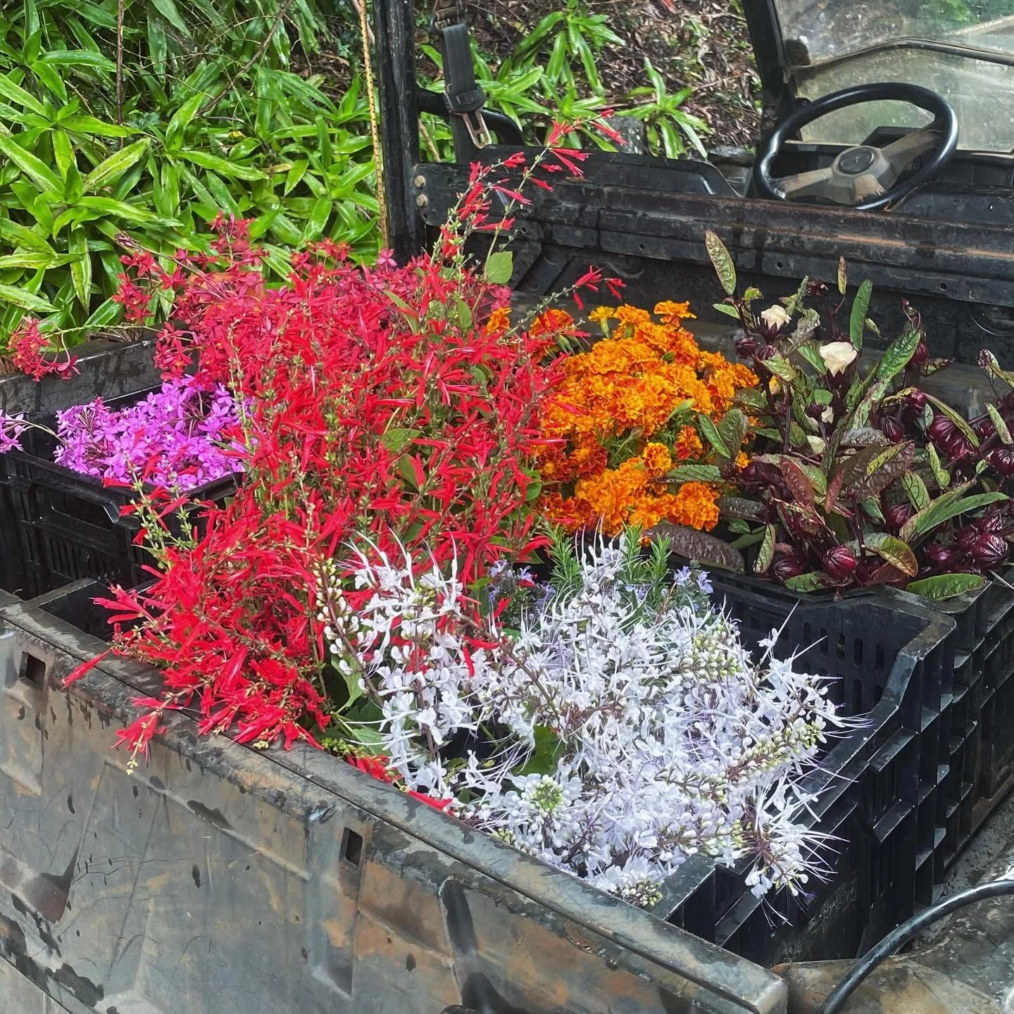 Mother&rsquo;s Day special delivery 🚚 🌸 💐 

A very rainy start to the year means the farm has a little less availability with companion flowers around the farm&hellip; but we&rsquo;ve collected what we have of lovely bright blooms for the @mapleto