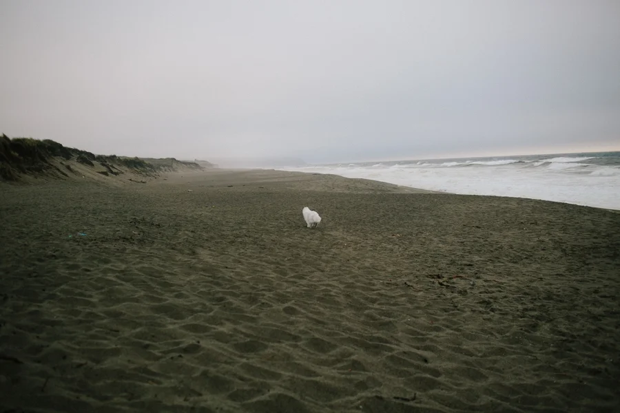 Point-reyes-engagement-abi-q-photography-153.jpg