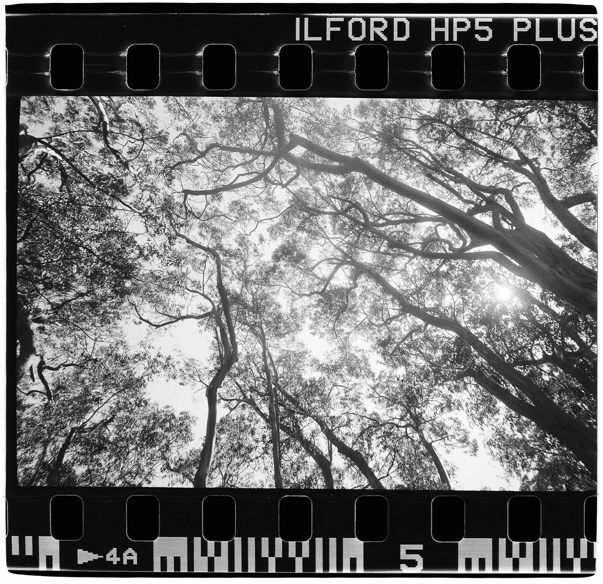 AQ_1745_Ilford HP5_112588-R1-E033.jpg
